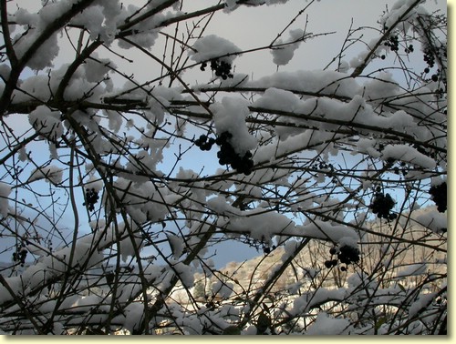 2003-12-30 09 23 58Img.JPG
