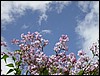 2004-05-09 11 31 01Img.JPG